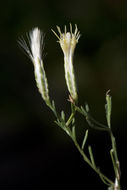 Image of Bailey's rabbitbrush