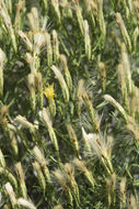 Image of Bailey's rabbitbrush