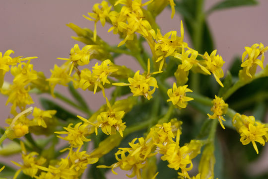 Plancia ëd Lorandersonia spathulata (L. C. Anderson) Urbatsch, R. P. Roberts & Neubig