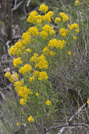 Image of Guadalupe rabbitbrush