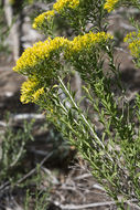 Image of Guadalupe rabbitbrush