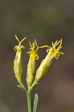 Image of Guadalupe rabbitbrush