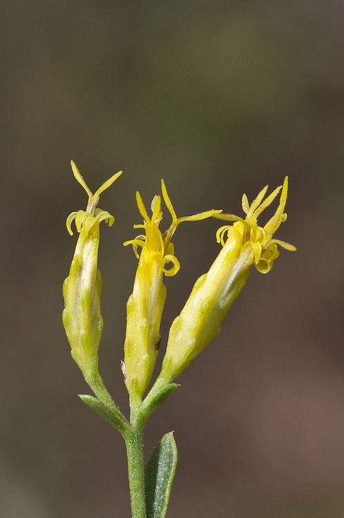 Image of Guadalupe rabbitbrush