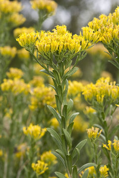 Image of Guadalupe rabbitbrush