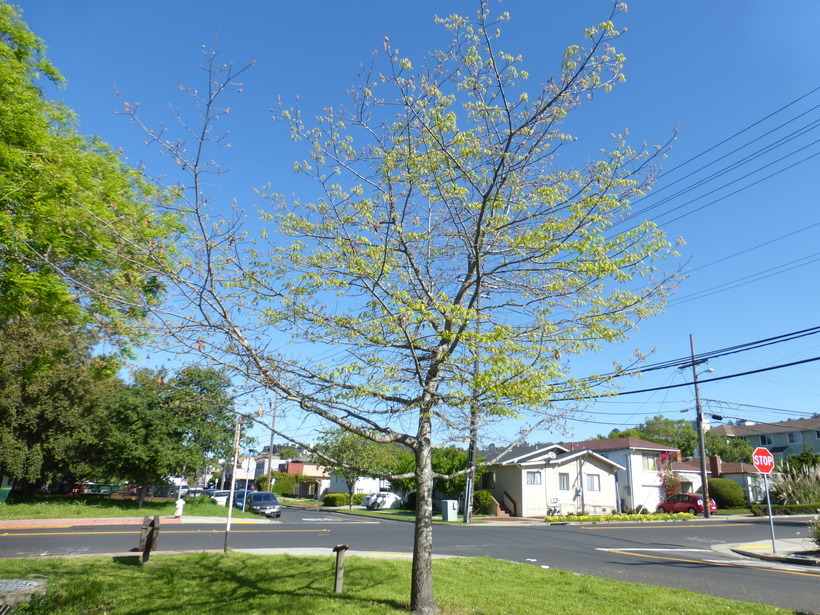 Image of Red Oak