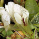 Image of <i>Trifolium <i>monanthum</i></i> var. monanthum