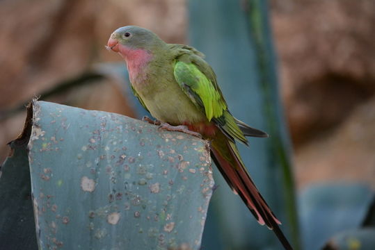 Image of Alexandra's Parrot