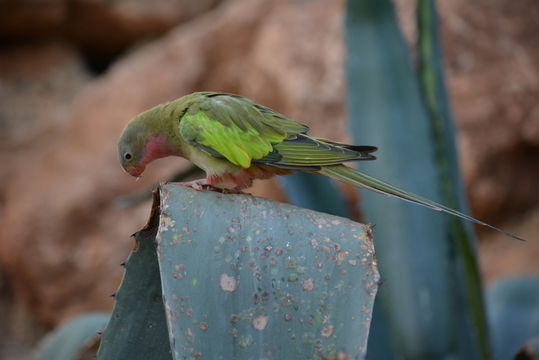 Image of Alexandra's Parrot