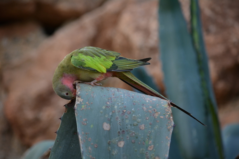 Image of Alexandra's Parrot