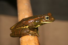 Image of Trachycephalus imitatrix (Miranda-Ribeiro 1926)