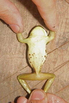 Image of Rio Golden-eyed Tree Frog