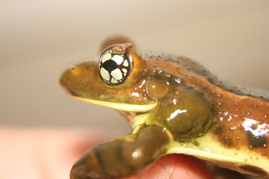 Image of Rio Golden-eyed Tree Frog