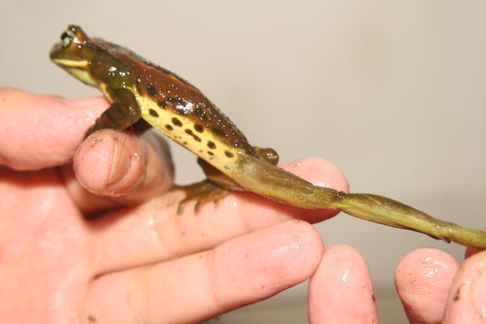 Image of Trachycephalus imitatrix (Miranda-Ribeiro 1926)