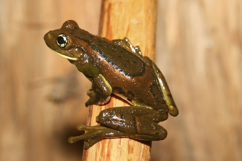 Image of Trachycephalus imitatrix (Miranda-Ribeiro 1926)