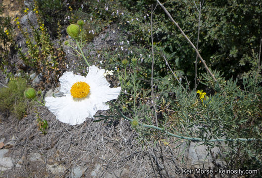 Image of bristly Matilija poppy