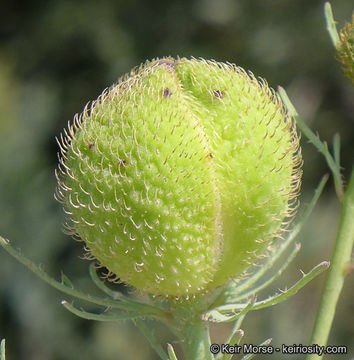 Image of bristly Matilija poppy