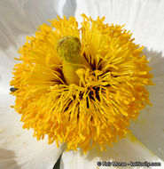 Image of bristly Matilija poppy