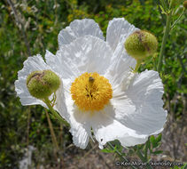 Image of bristly Matilija poppy