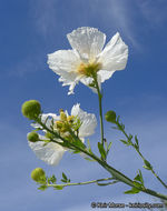 Image of bristly Matilija poppy