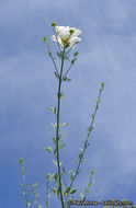 Image of bristly Matilija poppy