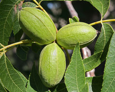 Image of pecan