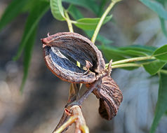 Слика од Carya illinoiensis (Wangenh.) K. Koch