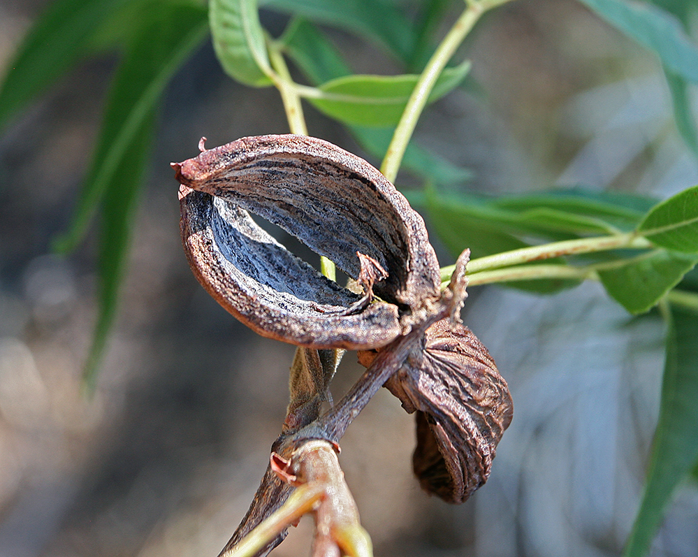 Слика од Carya illinoiensis (Wangenh.) K. Koch