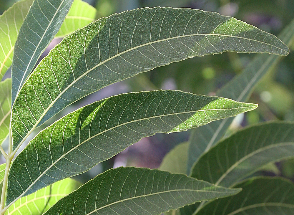 Слика од Carya illinoiensis (Wangenh.) K. Koch