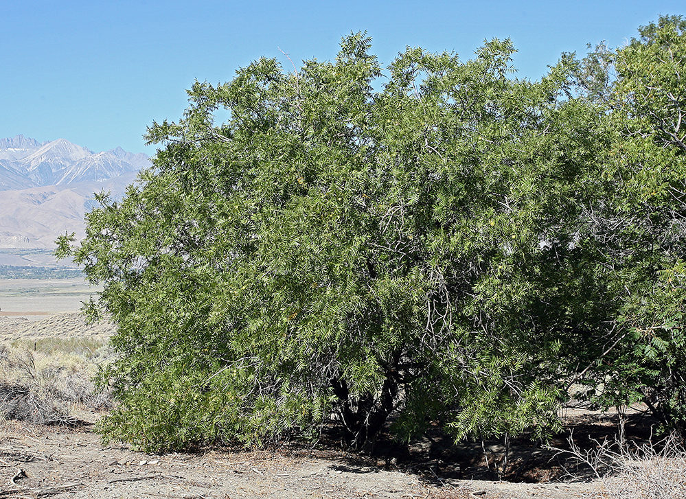 Image of Northern California walnut