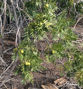 Image of Northern California walnut