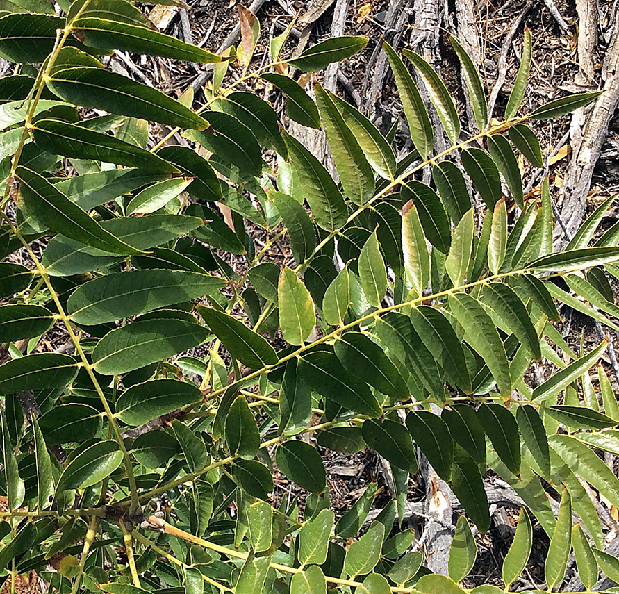 Image of Northern California walnut