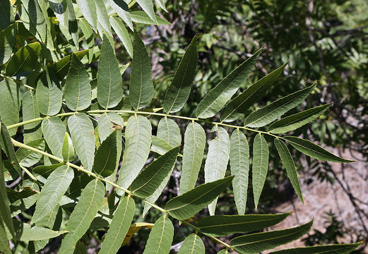 Image of Northern California walnut