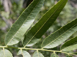 Image of Northern California walnut