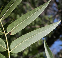 Image of Northern California walnut