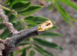Image of Northern California walnut