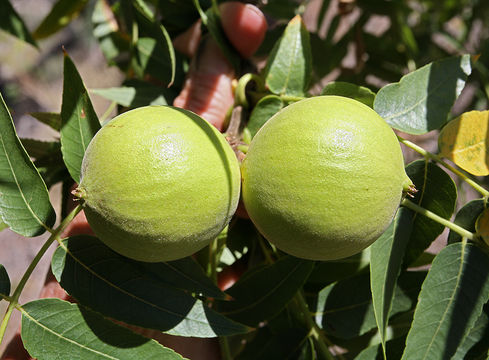 Image of Northern California walnut