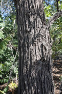Image of Northern California walnut