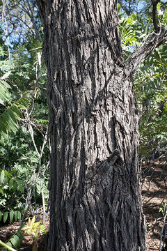 Image of Northern California walnut