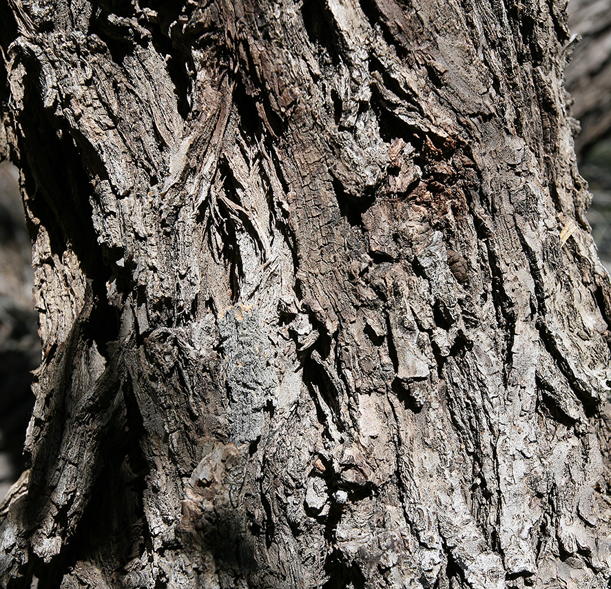 Image of Northern California walnut