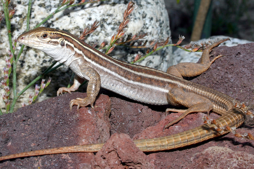 Image of Sonoran Spotted Whiptail