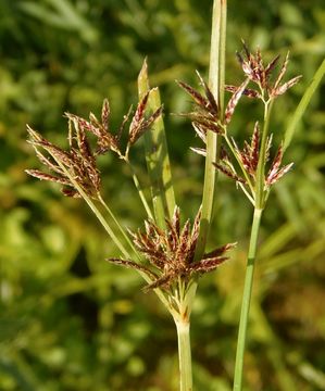 Image of nutgrass