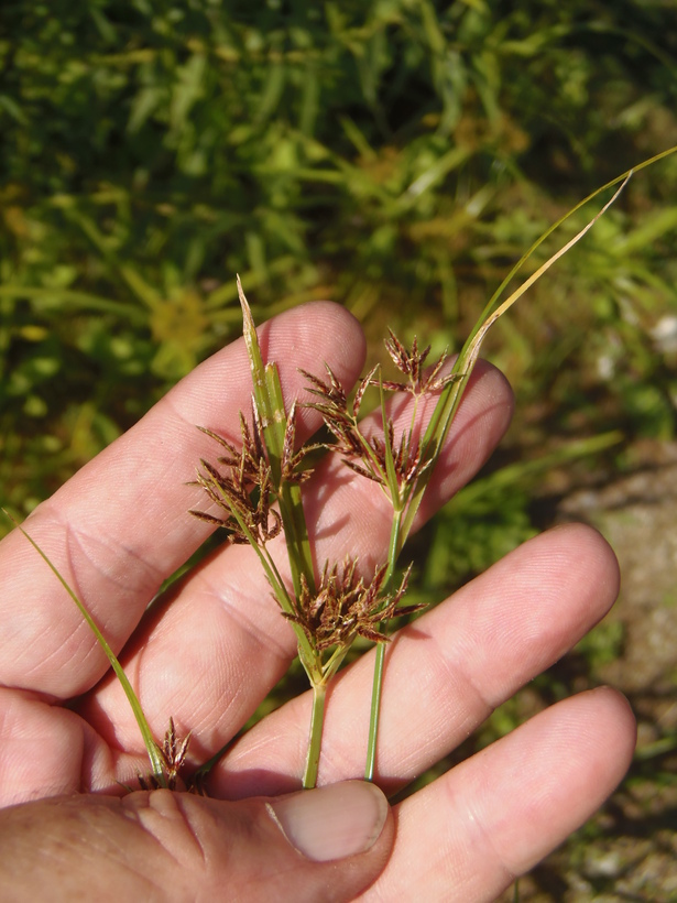 Imagem de Cyperus rotundus L.