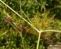 Imagem de Cyperus rotundus L.