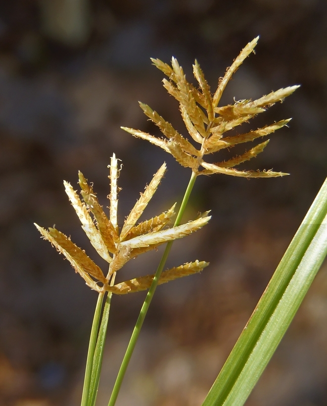 Image of Earth Almond