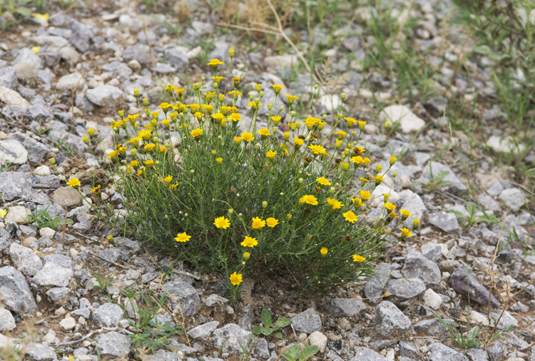 Image of fiveneedle pricklyleaf