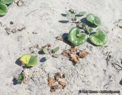 Plancia ëd Calystegia soldanella (L.) R. Br.