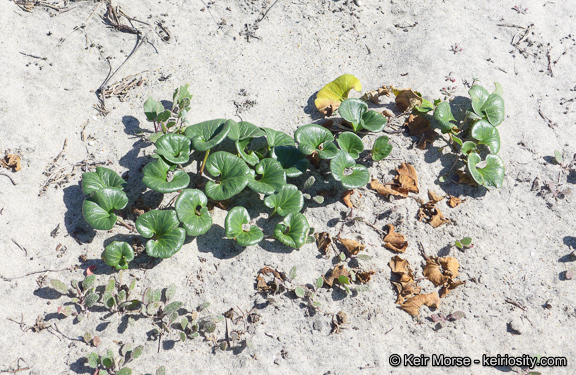 Plancia ëd Calystegia soldanella (L.) R. Br.