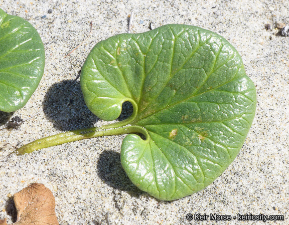 Plancia ëd Calystegia soldanella (L.) R. Br.