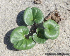 صورة Calystegia soldanella (L.) R. Br.