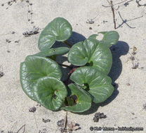 صورة Calystegia soldanella (L.) R. Br.